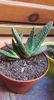 Gasteria