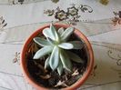 sedum carnicolor