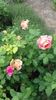Rose de Cisterciens