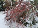 Berberis atroporpureea