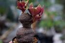 Monadenium globosum