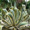 Agave Amarillapita