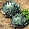 Agave Artichoke Grande