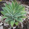 Agave Attenuata Silver Trim