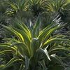 Agave Desmetiana Variegata