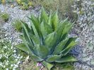 Agave Ferox Green Goblet