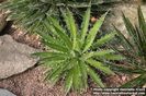 Agave Filifera