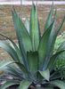 Agave Loferox Hacksaw