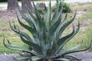 Agave Loferox Stairway to Heaven