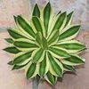 Agave Lophantha Quadricolor