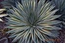Agave Snow Glow