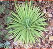 Agave Stricta Nana