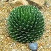 Agave Victoria Reginae