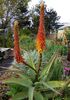 Aloe africana