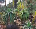 Aloe alooides Graskop Aloe