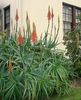 Aloe arborescens Torch Aloe