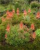 Aloe brevifolia