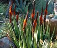 Aloe castanea Cat's Tail Aloe