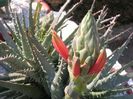 Aloe humilis Spider Aloe