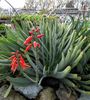 Aloe plicatilis Fan Aloe