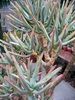 Aloe ramosissima Maiden's Quiver Tree