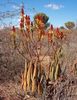 Aloe wickensii