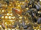 Matca albinelor