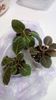 Gloxinia - Multumesc Ellada