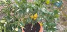 Citrus sinensis moro