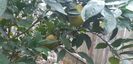 Citrus sinensis Washington navel