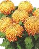 crizantema-floare-mare-multicolor-0013