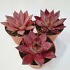 Echeveria agavoides cv taurus