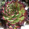 ECHEVERIA agavoides Ebony