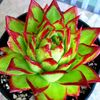 ECHEVERIA agavoides Lipstick