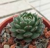 Echeveria Bini Ouhikou