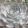 Echeveria Dusty Violet