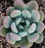 Echeveria elegans Blue