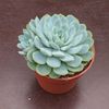 Echeveria elegans