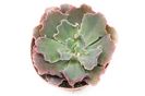 Echeveria Gibbiflora 'Tahiti