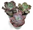 Echeveria gibbiflora