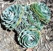 Echeveria glauca