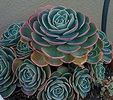 Echeveria Imbricata Blue Rose