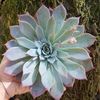 Echeveria Laurensis Mother