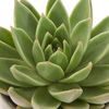 Echeveria Miranda incl. Deep forest