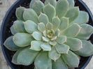 Echeveria Pampa