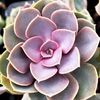 Echeveria Perle von Nurnberg