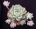 Echeveria prolifica