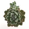 Echeveria pulvinata