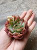 Echeveria Red Dragon