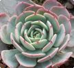 Echeveria Secunda